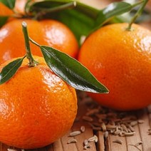 제주귤사랑 노지귤, 1box, 10kg