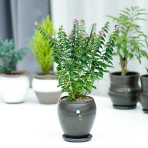아침향기 공기정화식물 옹기화분, ;, 1개, 쿠페아