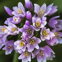 우리화훼종묘(주) 추식구근- 알리움 로지움, 1개