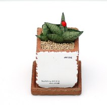 아침향기 공기정화식물 빈티지 시멘트화분 스투키, [빈티지시멘트(미니)] 스투키 부채형미니, 1개