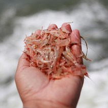 홍반장 소래포구 생새우 1kg~4kg 선별세척한 김장용 강화 생산자직판, 1개, 생새우 4kg(1말)