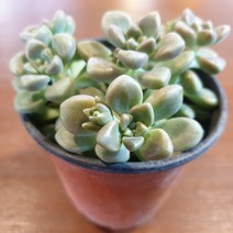 인커피식물카페 멘도사 멘도자 다육식물 공기정화식물 반려식물