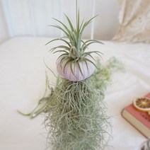 꼬띠 공중식물 플랜테리어 이오난사 + 성게 + 수염틸란드시아