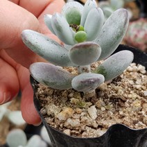 방울복랑(소) 다육식물 방울복랑(소)), 1개