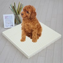 럭스앤펀 천연라텍스애견방석+방수커버 강아지방석, 애견방석 S5cm