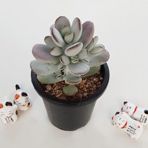 방울복랑 다육, 1개