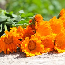 [아로마케이] 케리어오일 베이스오일 비누만들기재료, C_57 카렌듈라오일1000ml