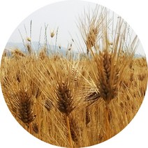 국내산 새싹발아분말 보리 밀 현미 검은콩 옥수수 팥, 볶은발아보리분말 300g (실속 지퍼백)