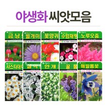 화분월드 야생화 씨앗, 야생화-수염패랭이500립