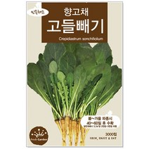 청농종묘 고들빼기 씨앗 3000립 씀바귀씨앗 고들빼기씨앗, 15_고들빼기(3000립 )