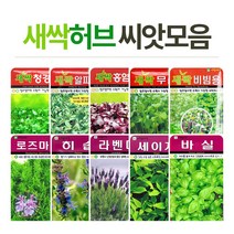 화분월드 허브 씨앗, 허브-바질