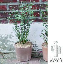 *티에라선인장* 높이60cm) 비염에 좋은 유칼립투스, 초코 토분(받침없음)