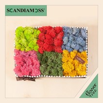 미세먼지 철벽방어! 실내공기정화식물 스칸디아모스 모음 천연이끼, 27.스칸디아모스정원set 30cmP-다크믹스