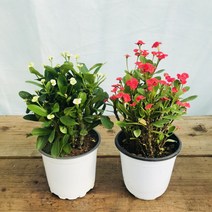 청년농부 이쁜 꽃기린 선인장 꽃선물 집들이선물, 화이트(크림)