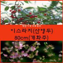 착한가격나무생각 이스라지(산앵두) 80cm(개화주) 1주