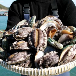 다복 청정바다를 담은 활전복, 1개, 1kg(11~12마리)