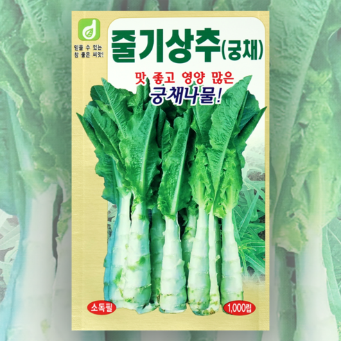 줄기상추 궁채 씨앗 1000립 한국대농종묘 채소 씨앗 종자, 1개
