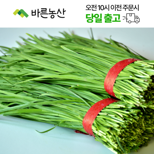 < 바른농산 > 당일수확 국내산 부추 묶음 (1단 500g)