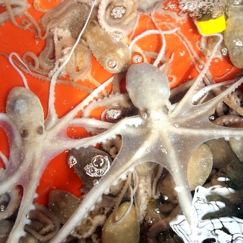 보성농수산 벌교 갯뻘 산낙지 대 중 소 선택 싱싱한 더 맛있는 낙지 살아서 도착