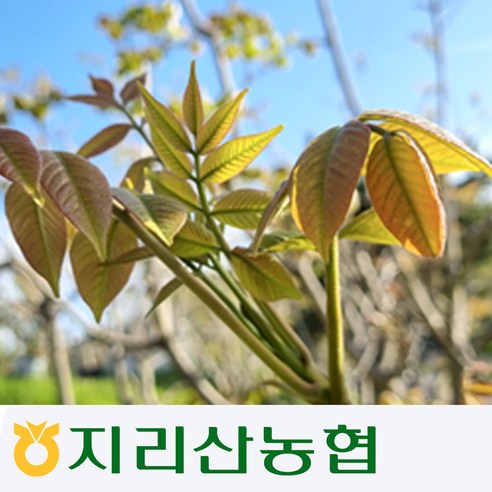 [지리산농협] 지리산 옻순, 1kg, 1개