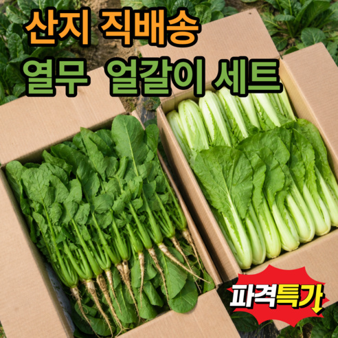 [초특가세일] 산지직송 열무+얼갈이세트 김치/겉절이용