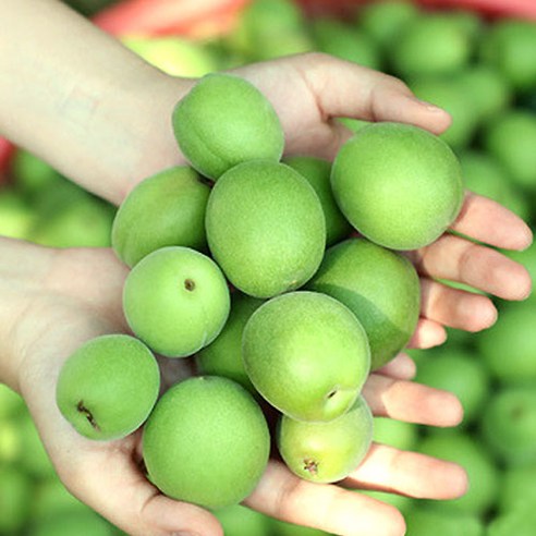 산지직송 품질엄선 햇 매실, 1개, 5kg (왕특)