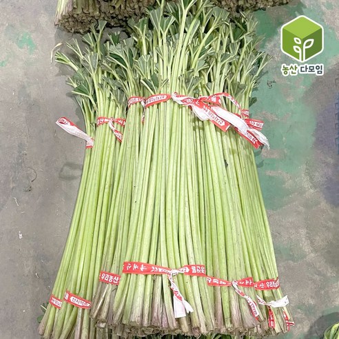 국내산 햇 머구대 머위대 4kg