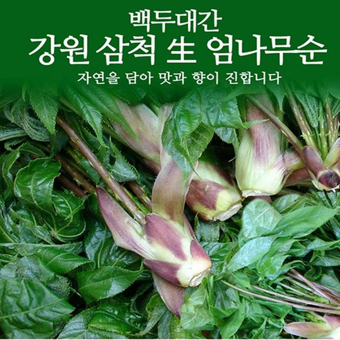 강원도 삼척 엄나무순 1kg / 개두릅 두릅 두룹 봄나물 장아찌 / 4월말-5월초 발송, 500g, 1개