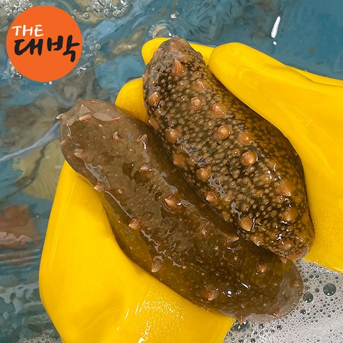100% 자연산 활 해삼 해삼회 해녀채취, 1kg, 1개