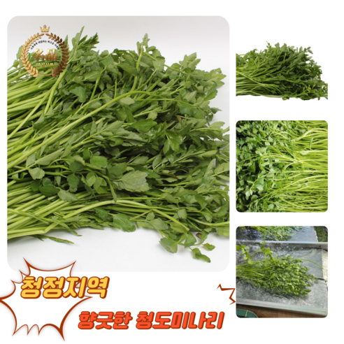 [굿피플] 청도미나리 한재미나리 국내산미나리 미나리 청도 [청도미나리], 1박스, 1kg