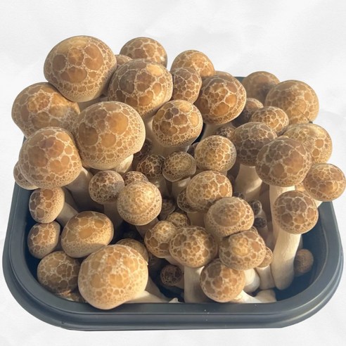 함평 무농약 만가닥 버섯, 햇 송이버, 1박스, 갈색 만가닥버섯(1팩 150g) 10개