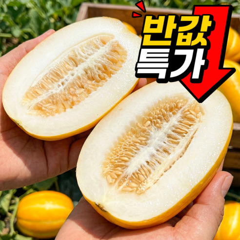 [핫딜초특가] 선착순100개 가정용 초고당도 참외