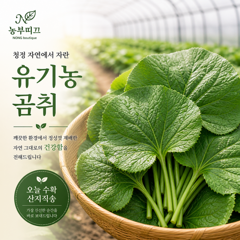 농부띠끄 농장직송 꼼꼼선별 GAP 인증받은 강원도 곰취나물, 1박스, 3kg