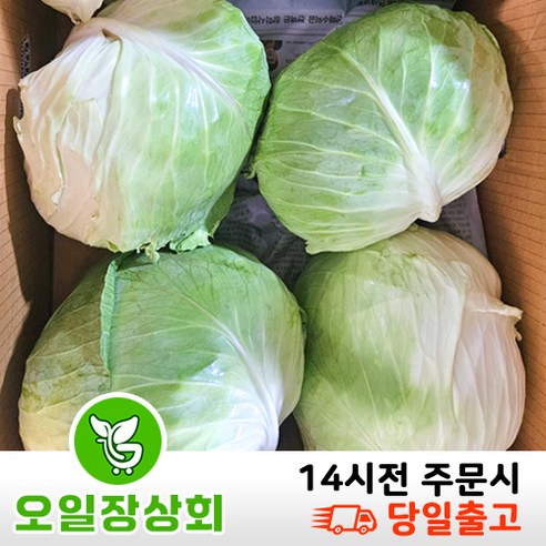 < 오일장상회> 국내산 양배추 5kg내외 갯수 랜덤