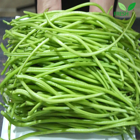 [2026년 첫 수확] 국내산 생 고구마순 청대 고구마줄기, 1개, 500g