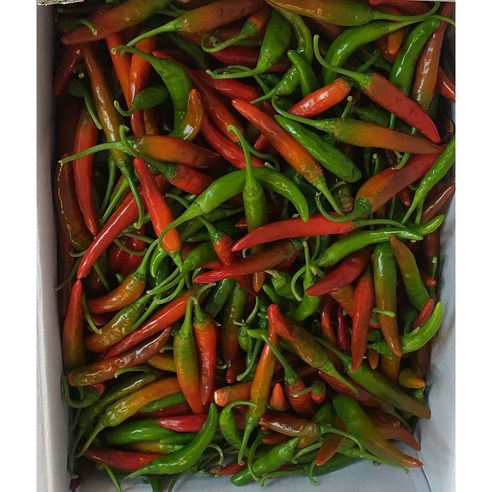 국내산 나주 산지직송 반홍 청양고추 실속형/최상품 5kg 10kg(박스 포함) 알뜰농장