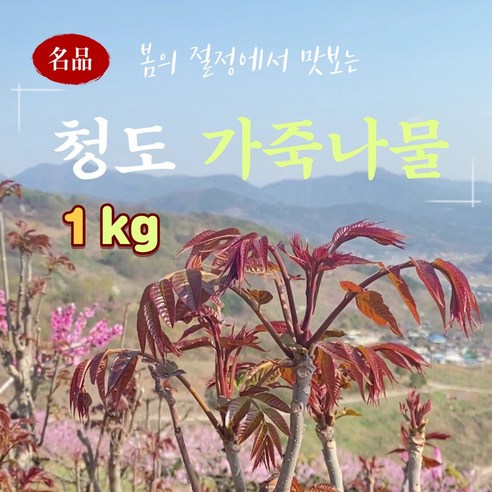 [특품] 2026년 햇순 가죽나무순