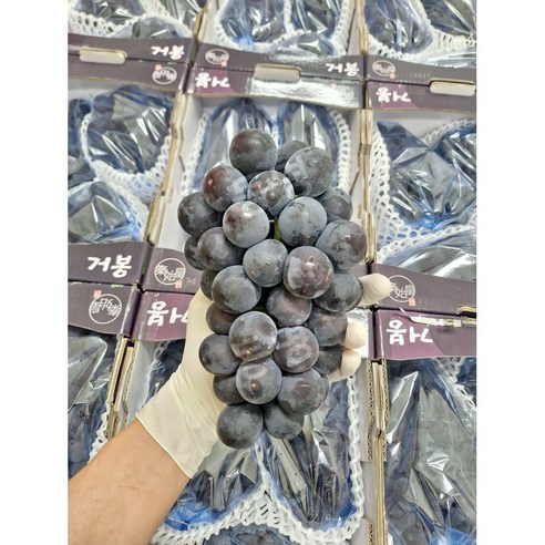 동명 초고당도 특품 씨없는 거봉 포도 백화점 납품 국내산
