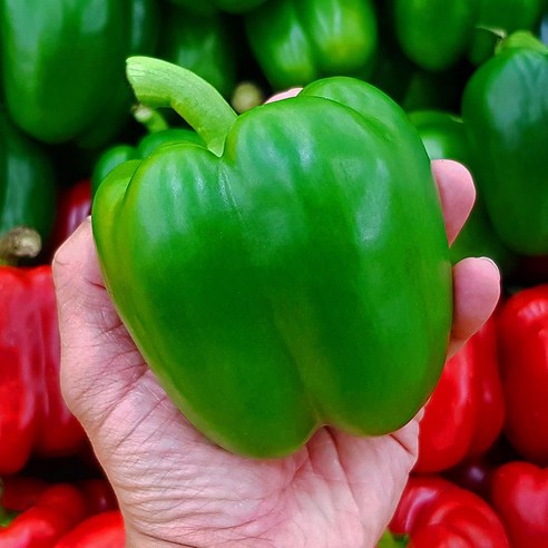 국내산 초록 청 피망 상품 1kg, 1개, 1kg