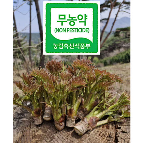 친환경 해발 600M 두지숲농원 산 두릅 참두릅 나무두릅, 500g, 1박스