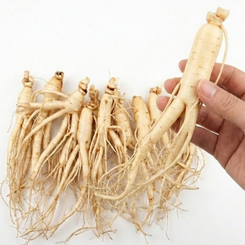 실속형 금산 인삼 세척 못난이인삼 5-6년근 750g 15-20뿌리내외