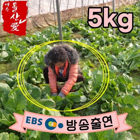전라도 여수 돌산생갓 1kg 5개 10개 청갓 돌산갓 김장갓