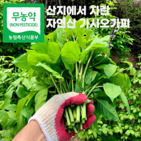 무농약 강원도 평창 자연산 가시오가피순