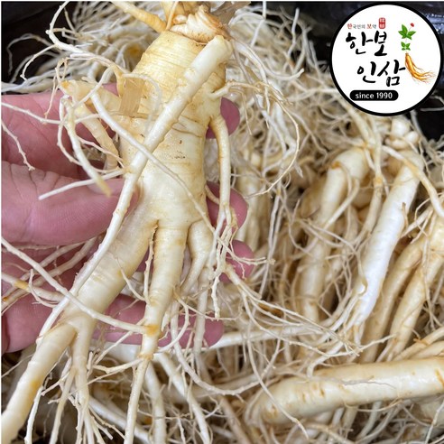 풍기 인삼 산지직송 5년근 6년근 10뿌리-15뿌리 세척 진공 풍기인삼시장 한보인삼사