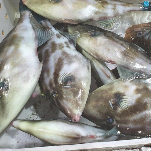 바다해찬 급냉 손질쥐치600g내외