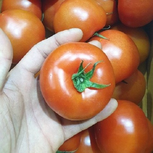 완숙 찰 토마토 주스용 랜덤과, 1개, 2.5kg
