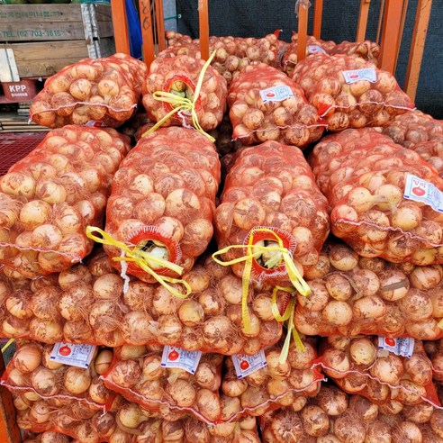 [푸드팜] 장아찌용 햇양파 양파 5kg 10kg, 1개, 5kg