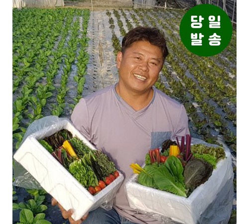 신선한 상추 포기 구매 가이드