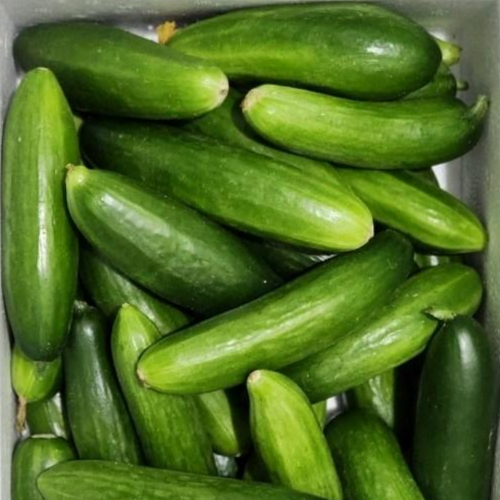 GAP인증 못난이 미니 스낵오이 피클용오이 2kg, 2kg, 1개