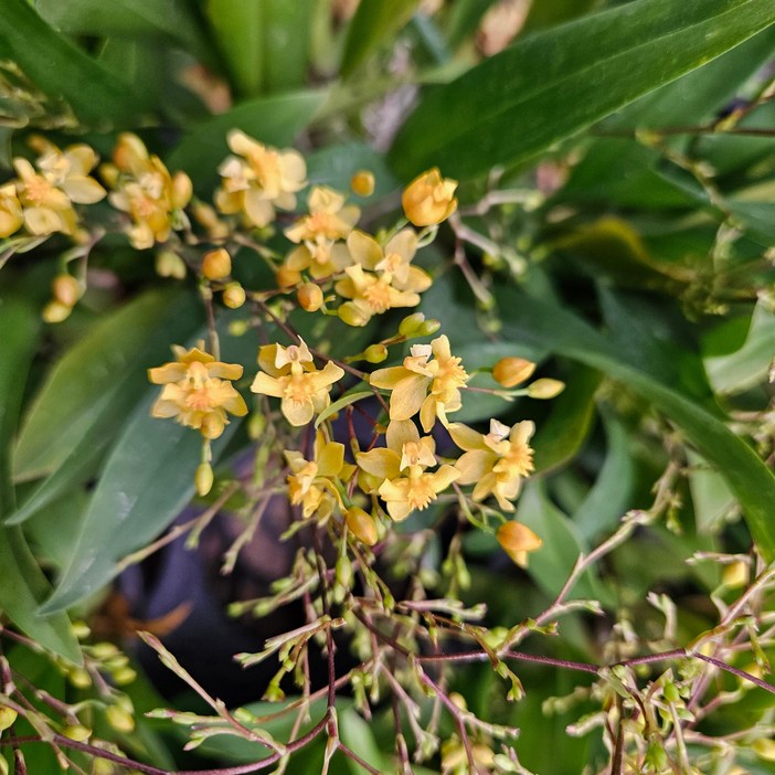 향기로운 꽃환타시아 노랑